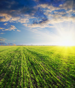 Scenic view of agricultural field against sky