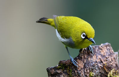 Close-up of bird perching on rock