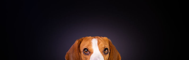 Close-up of a dog over black background