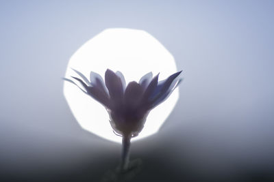 Close-up of flower against white background