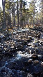 Stream flowing through rocks in forest