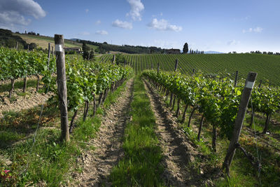 Scenic view of vineyard against sky