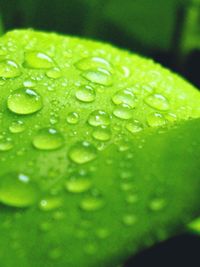 Close-up of water drops on leaf