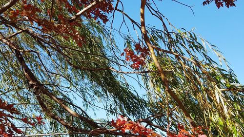 Low angle view of trees against clear sky