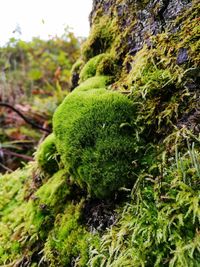 Close-up of moss growing on tree in garden