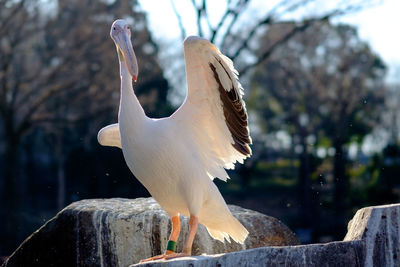 Full length of pelican perching on rock