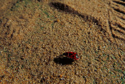 High angle view of ladybug on sand