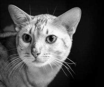 Close-up portrait of cat