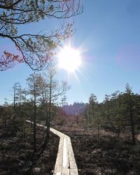 Sun shining through trees