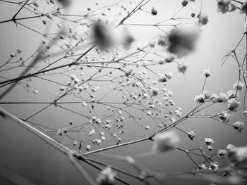 Close-up of flower tree against sky