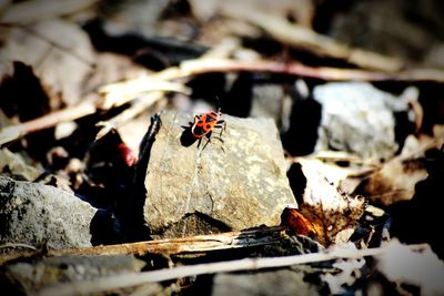 Close-up of ladybug on rock