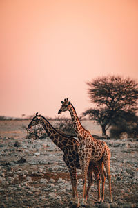 Giraffe standing against orange sky