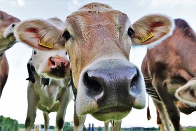 Close-up of cows