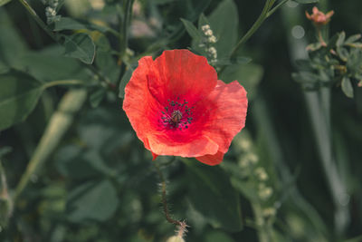 Close-up of red hibiscus blooming outdoors