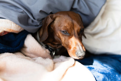 Tired dachshund teckel in middle of blankets and sheets