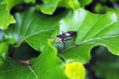 Close-up of insect on leaf