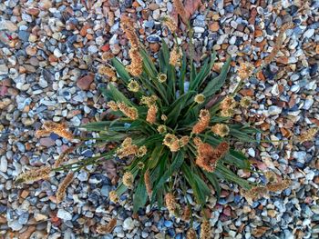High angle view of pebbles on field