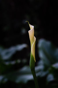 Close-up of flowering plant