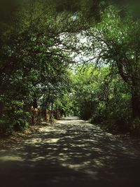 Road amidst trees against sky