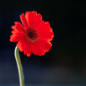 Close-up of red daisy flower against black background