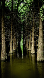 Trees by lake in forest
