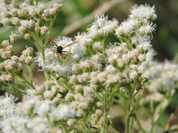 Close-up of bee pollinating on white flower