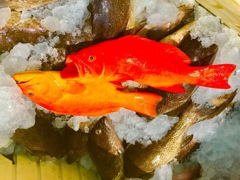 High angle view of fish on ice