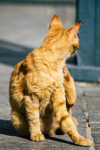 Cat sitting on a footpath