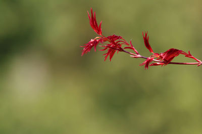 Close-up of red maple leaves