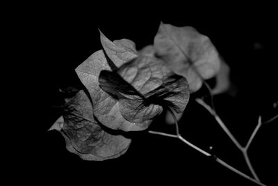 Close-up of flower against black background