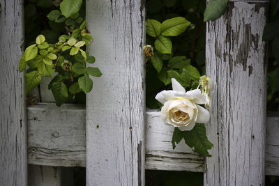 Close-up of white rose on wooden wall