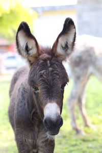 Close-up portrait of a donkey cub