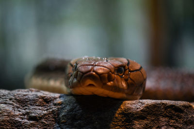 Close-up of turtle on rock