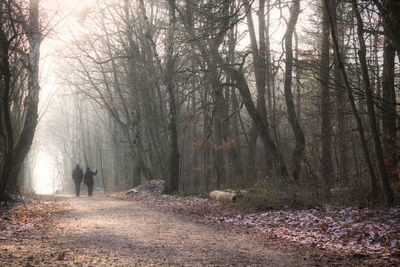 Rear view of people walking in forest