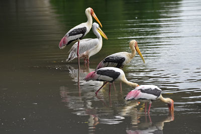 View of birds in lake