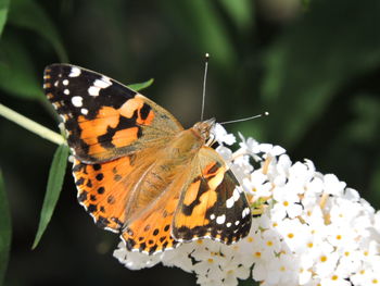 Butterfly perching on leaf