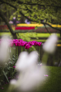 Close-up of pink flowering plant in park