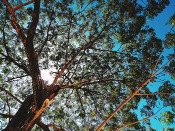 Low angle view of trees against sky
