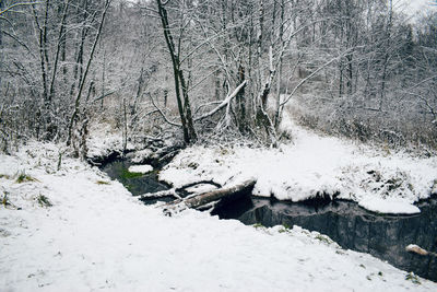 Snow covered land and trees in forest