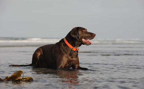 View of chocolate retriever sitting at beach