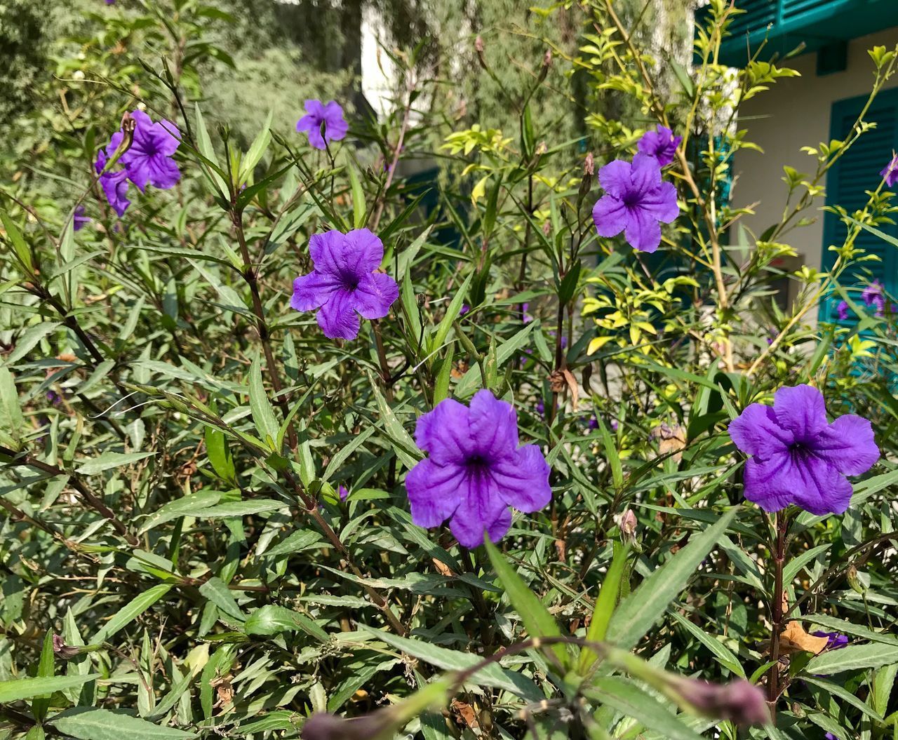 HIGH ANGLE VIEW OF PURPLE FLOWERING PLANT