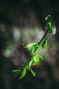 Close-up of insect on plant