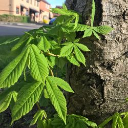 Close-up of fresh green plant