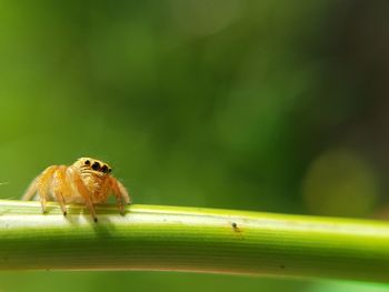 Close-up of insect on leaf