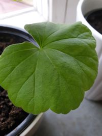 Close-up of green leaves