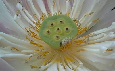 Macro shot of yellow flower