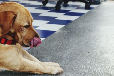 Close-up of dog lying down on floor