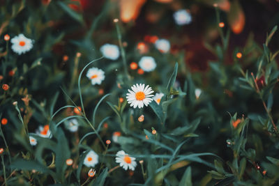 Close-up of flowering plants on field