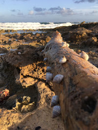 Close-up of rocks on land against sky