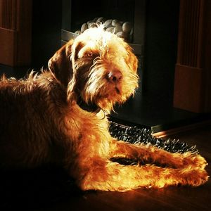 Dog looking away